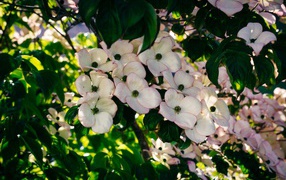 Много красивых розовых цветов на ветке дерева 