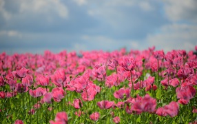 Много красивых розовых маков на поле