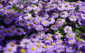 Много сиреневых цветов сентябринки в лучах солнца