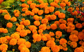 Много оранжевых цветов бархатцев крупным планом