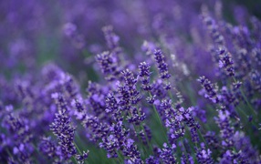 Много мелких цветов лаванды крупным планом