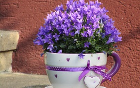 Много мелкий фиолетовых цветок в кружке