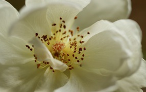 Серединка белого цветка крупным планом 