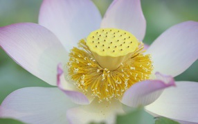 Серединка розового цветка лотоса 