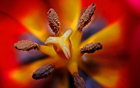 Серединка красного тюльпана 