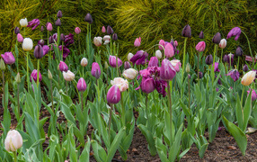 Разноцветные тюльпаны на клумбе 