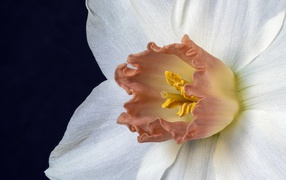 Оранжевая серединка белого нарцисса 