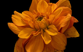 Цветок оранжевой хризантемы на черном фоне крупным планом