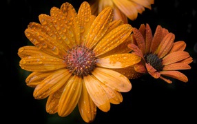 Оранжевые цветы в каплях росы на черном фоне