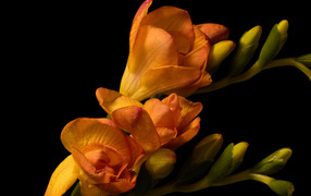 Оранжевые цветы Фрезия с бутонами на черном фоне