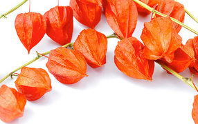 Оранжевые цветы физалиса на белом фоне 