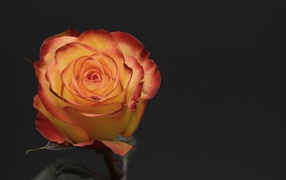 Оранжевая роза на сером фоне