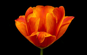 Оранжевый тюльпан на черном фоне крупным планом