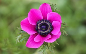 Розовый цветок анемоны крупным планом