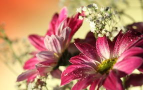 Розовые цветы хризантемы с белыми цветами