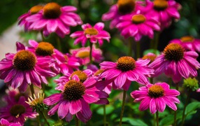 Розовые цветы эхинацеи крупным планом на клумбе 