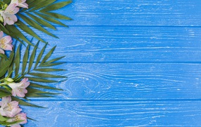 Розовые цветы альстромерии с зелеными листьями на голубом столе 