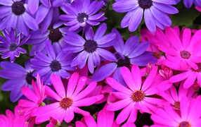 Розовые и фиолетовые цветы остеоспермум
