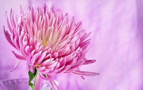 Розовый красивый цветок астры