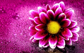 Розовый цветок хризантемы на розовом фоне