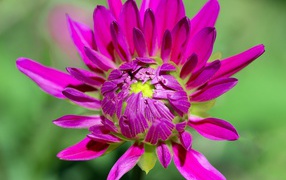 Розовый цветок георгины распускается 