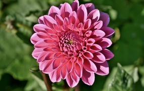 Розовый цветок георгины в лучах солнца на клумбе