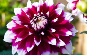 Розовая георгина с белыми лепестками крупным планом