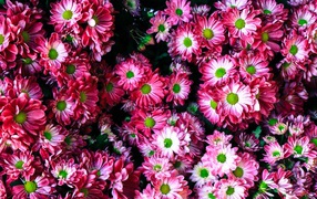 Розовые нежные садовые хризантемы крупным планом