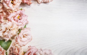 Розовые цветы эустомы на шаблоне для открытки 