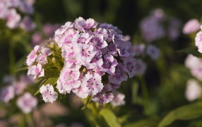 Розовые цветы розовой гвоздики в лучах солнца 