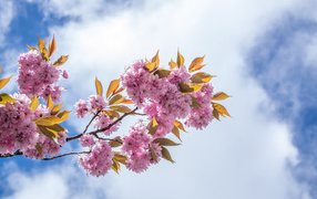 Розовые цветы на ветке на фоне неба с белыми облаками