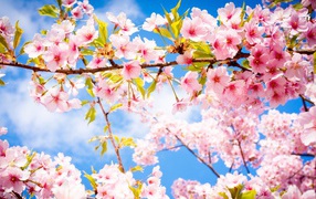 Розовые цветы на ветке с зелеными листьями в лучах солнца