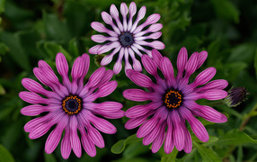 Розовые цветы остеоспермум крупным планом 