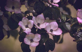 Розовые цветы с зелеными листьями на дереве 