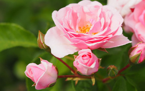 Розовая садовая роза с бутонами на клумбе