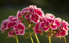 Розовые цветы герани в лучах солнца крупным планом