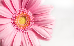 Розовый цветок герберы на белом фоне крупным планом