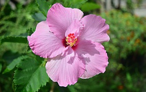 Розовый цветок гибискуса на клумбе крупным планом