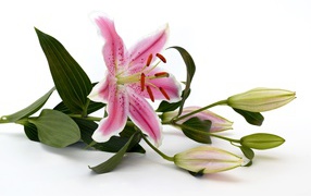 Розовая лилия с бутонами на белом фоне