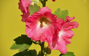 Розовые цветы мальва на желтом фоне