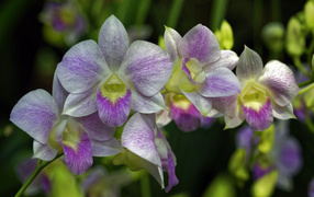 Розовые цветы орхидеи крупным планом