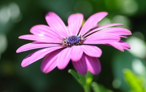 Розовый цветок остеоспермум крупным планом