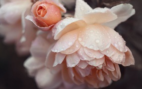 Розовые цветы розы в каплях дождя 