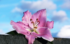 Розовая роза лежит на камне на фоне неба