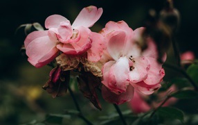 Лепестки розовой розы опадают на землю 