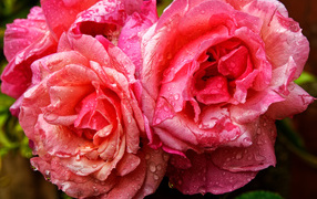 Розовые розы в каплях дождя крупным планом