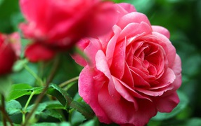 Розовые розы с каплями росы крупным планом