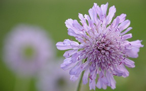 Розовый цветок скабиоза на зеленом фоне