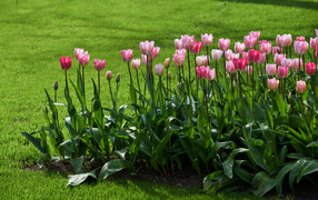 Розовые тюльпаны на клумбе у газона
