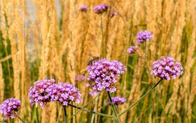 Розовые цветы вербена с колосками в поле